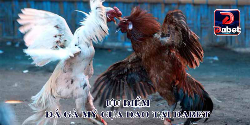 Lý do đá gà Mỹ cựa dao được ưa chuộng