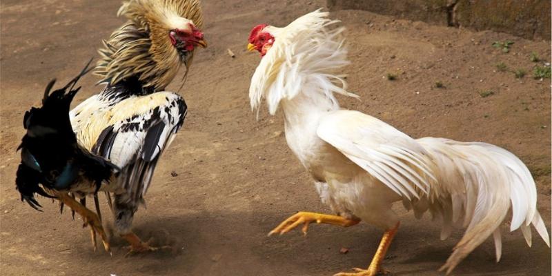 Đá gà cựa sắt vì sao lại hấp dẫn?