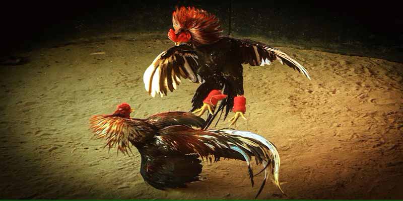 Mẹo chơi đá gà Mỹ cựa dao