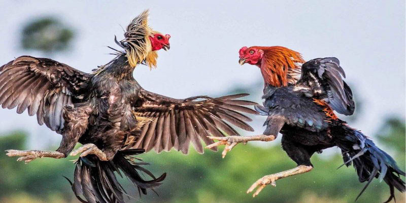 Mẹo chơi đá gà Thomo chuẩn nhất